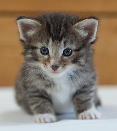 Maxwell - 3 weeks old