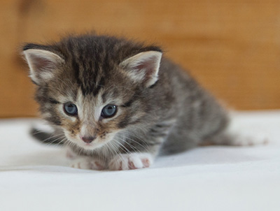 Maxwell - 3 weeks old