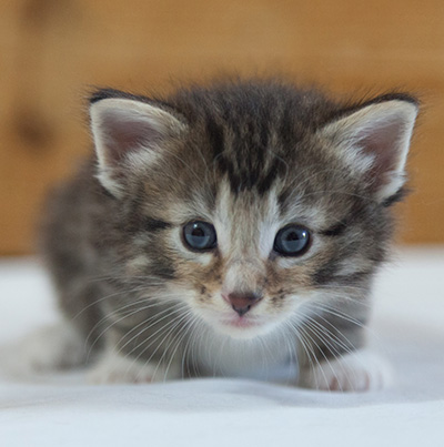 Maxwell - 3 weeks old