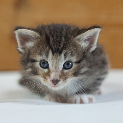 Maxwell - 3 weeks old