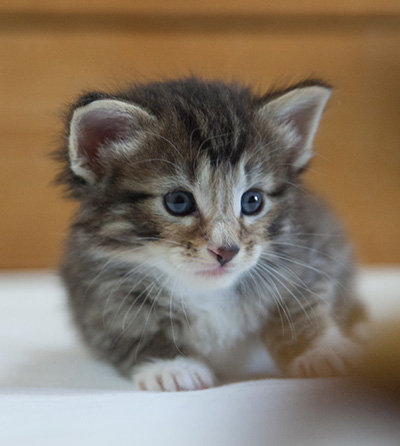 Maxwell - 3 weeks old