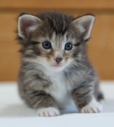 Maxwell - 3 weeks old