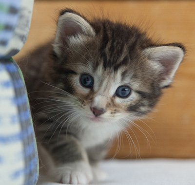 Maxwell - 3 weeks old