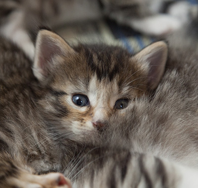 Maxwell - 3 weeks old