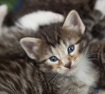 Maxwell - 3 weeks old
