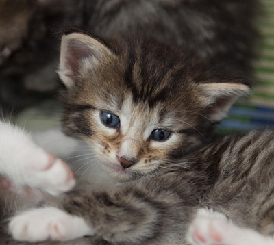 Maxwell - 3 weeks old