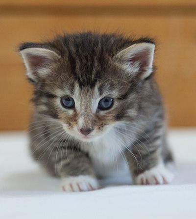 Maxwell - 3 weeks old