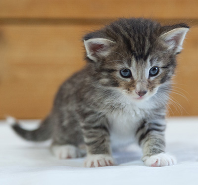 Maxwell - 3 weeks old