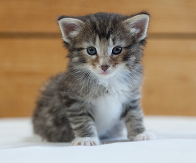 Maxwell - 3 weeks old