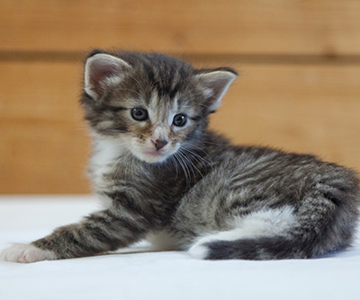 Maxwell - 3 weeks old