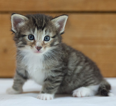 Maxwell - 3 weeks old