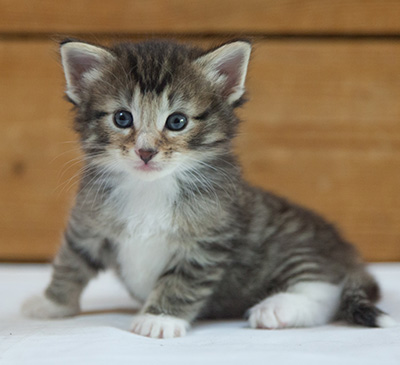 Maxwell - 3 weeks old