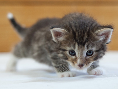 Maxwell - 3 weeks old