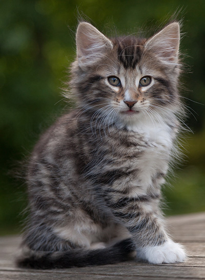 Maxwell - 9 weeks old