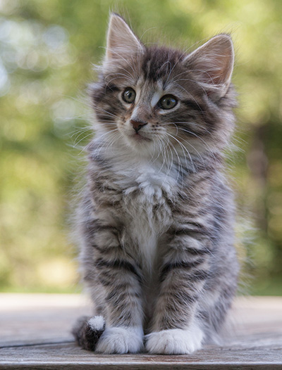 Maxwell - 9 weeks old