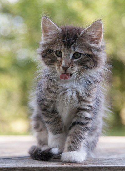Maxwell - 9 weeks old