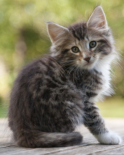 Maxwell - 9 weeks old