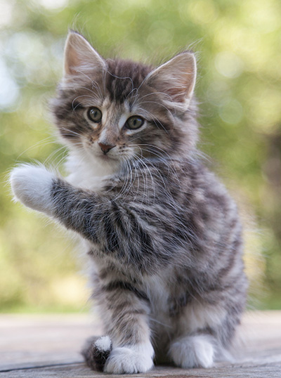 Maxwell - 9 weeks old