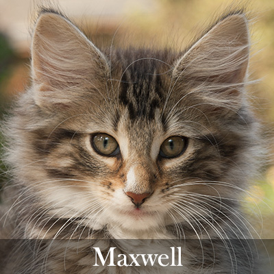 Maxwell