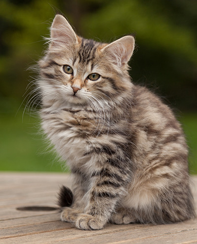 Leah - 12 weeks old