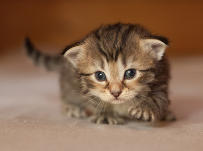 Leah - 3 weeks old