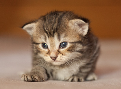 Leah - 3 weeks old