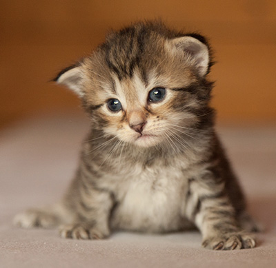 Leah - 3 weeks old