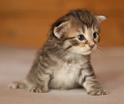 Leah - 3 weeks old