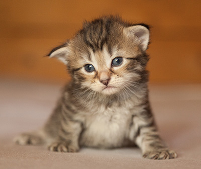 Leah - 3 weeks old