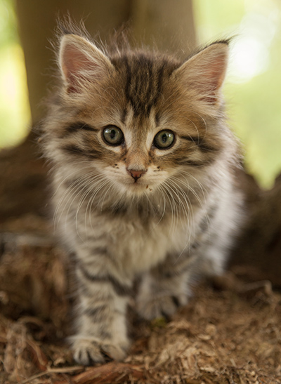 Leah - 7 weeks old