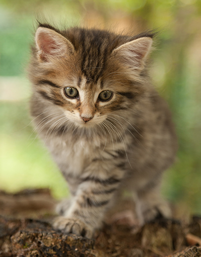 Leah - 7 weeks old