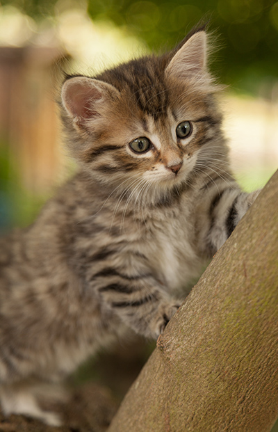 Leah - 7 weeks old