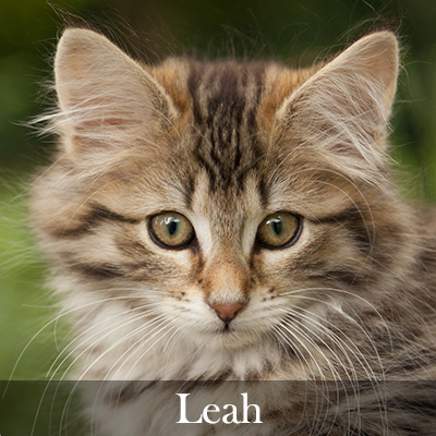 Leah