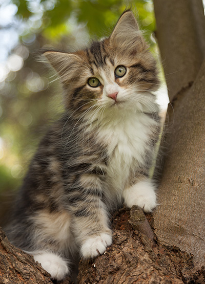 Leonor - 12 weeks old
