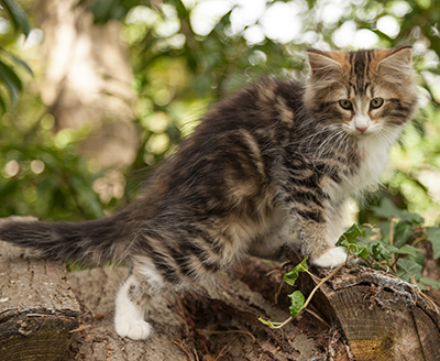 Leonor - 12 weeks old
