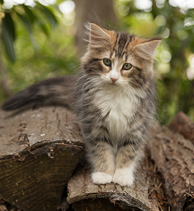 Leonor - 12 weeks old
