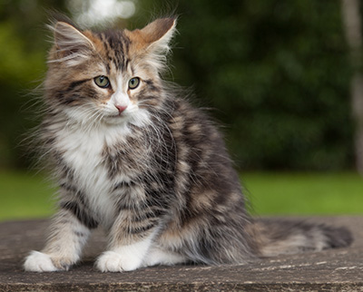Leonor - 12 weeks old