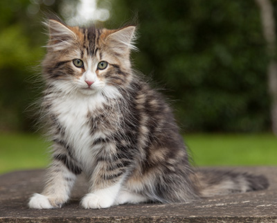 Leonor - 12 weeks old
