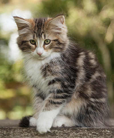 Leonor - 12 weeks old