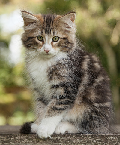 Leonor - 12 weeks old