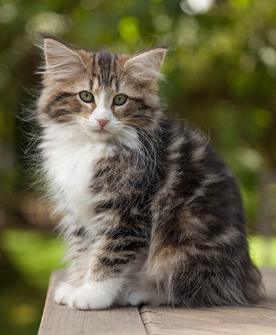 Leonor - 12 weeks old