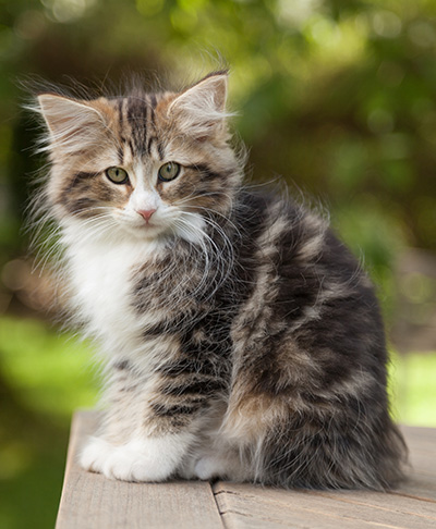 Leonor - 12 weeks old