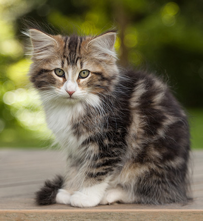 Leonor - 12 weeks old