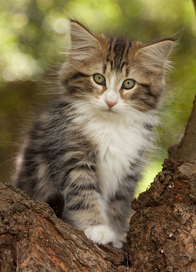 Leonor - 12 weeks old