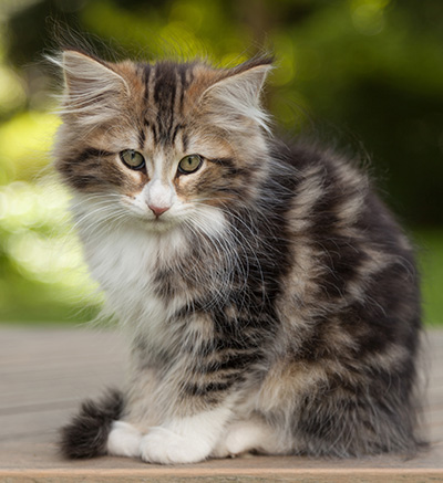 Leonor - 12 weeks old