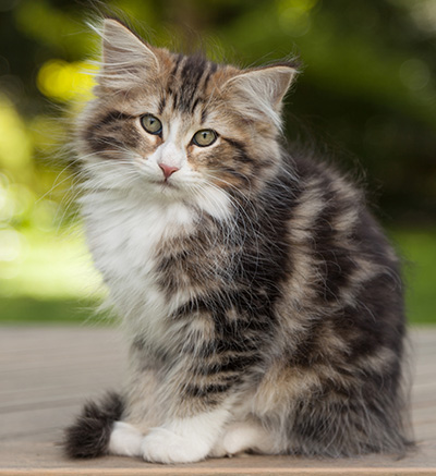 Leonor - 12 weeks old