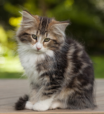 Leonor - 12 weeks old