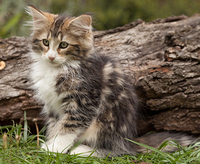 Leonor - 12 weeks old