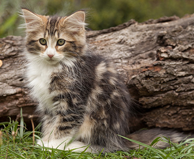 Leonor - 12 weeks old