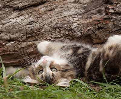 Leonor - 12 weeks old